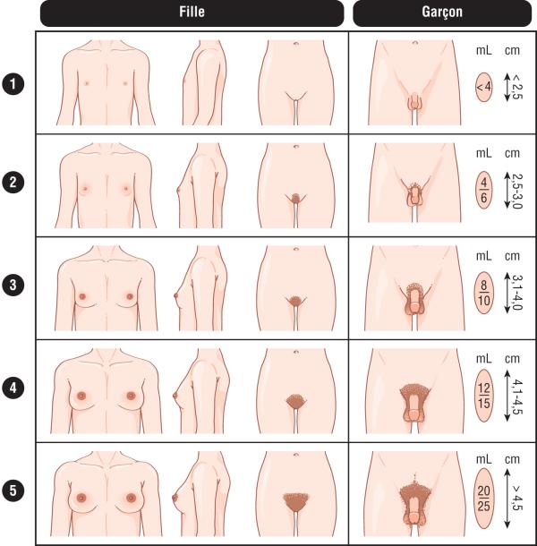 Fig. 2.1. Classification de Tanner.