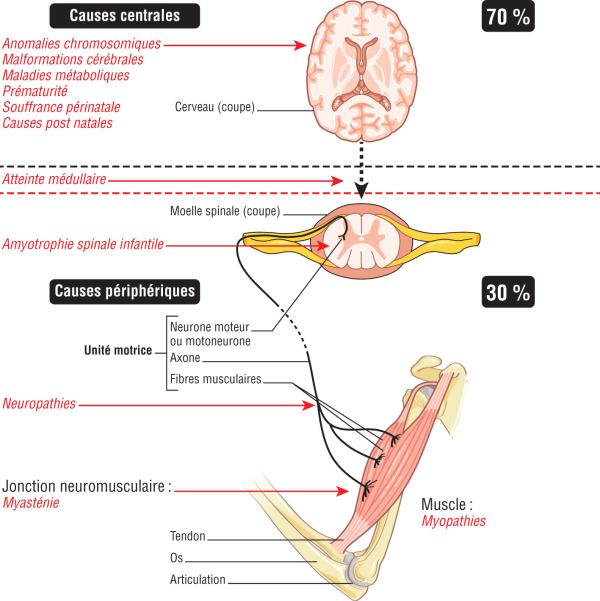 Fig. 3.4.   Orientation diagnostique étiologique.