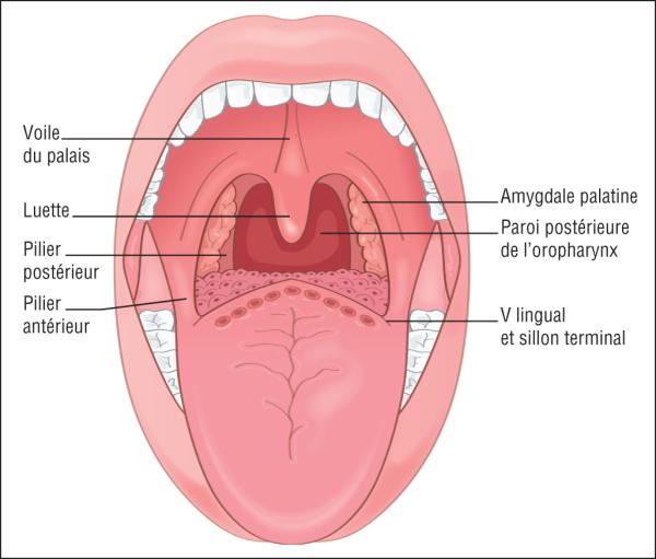Fig. 31.1. Vue anatomique de l’oropharynx en bouche ouverte.