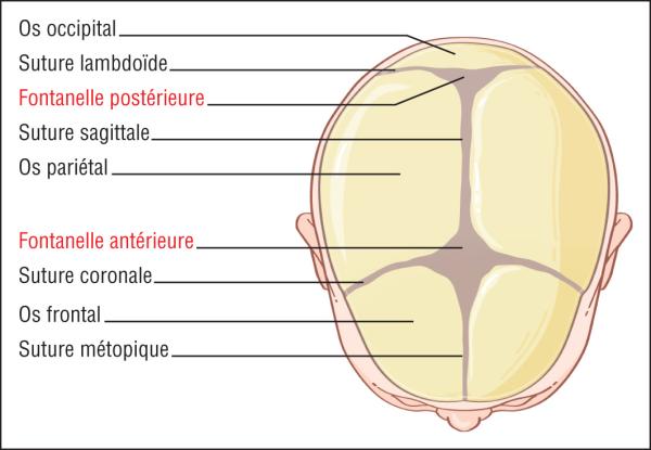 Fig. 44.8. Crâne du nouveau-né : fontanelles et sutures.