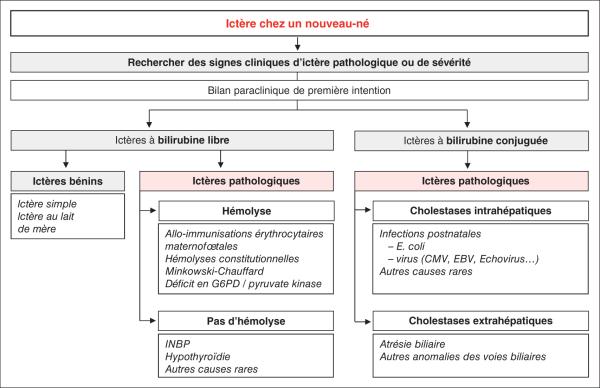 Fig. 45.3.  Arbre diagnostique des ictères du nouveau-né (non exhaustif).