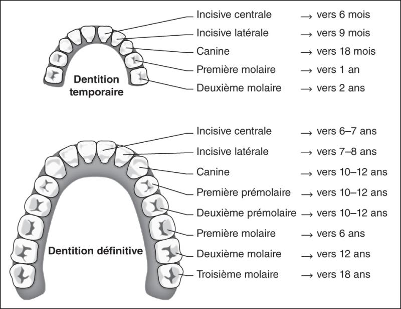Fig. 5.1. Dentures temporaire et permanente.