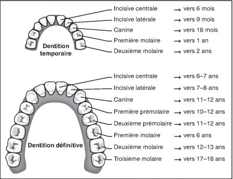 dentitions